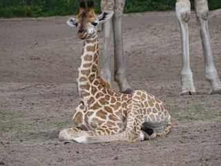 Zelfklevend Fotobehang Closeup of a giraffe calf sitting on the ground. South Africa. © Willy Kreeft/Wirestock