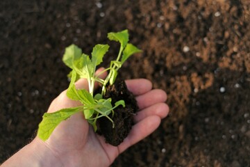 seedling in a man's hand in the rays of the sun. planting seedlings. Growing seedlings. soil for planting .Chinese cabbage.home garden. Home growing vegetables
