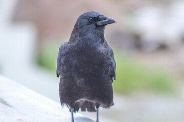Crow in the park