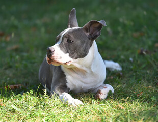 beautiful american  bully dog