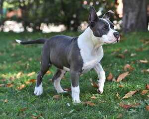 beautiful american  bully dog