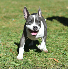 beautiful american  bully dog