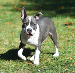 beautiful american  bully dog