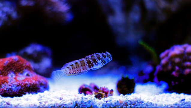 Starry or Snowflake blenny fish in coral reef aquarium tank