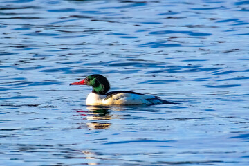 Common Merganser