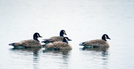 Flock of Canada geese