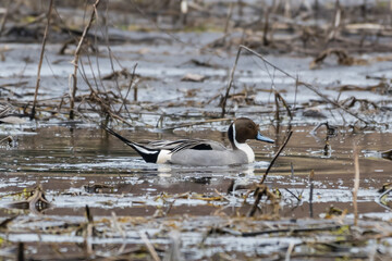 Northern Pintail