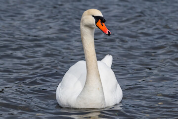 Obraz premium Mute Swan Swimming