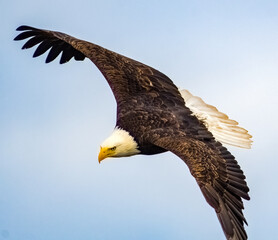 Bald Eagle in Flight Diving