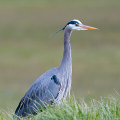 Alert Great-blue Heron