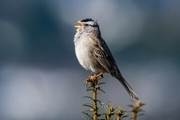White-crowned Sparrow Singing