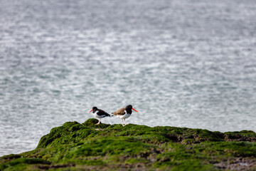 Couple of American oystercatchers perched on a rock with seaweed on the coast of Puerto Madryn, Argentina
