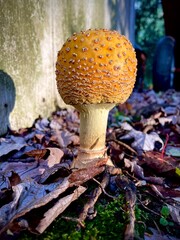 mushrooms in the forest