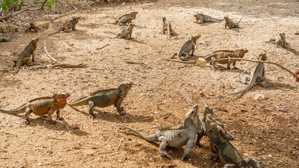 Dominican Republic. Lake Enriciyo. Iguanas jump up for food.