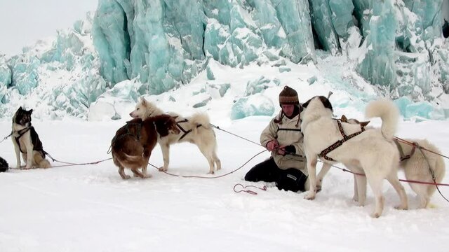 Spitsbergen, Norway-21 April 2011: People expedition on dog sled team husky Eskimo road of North Pole in Arctic. Way from airport Longyear to Pyramid Spitsbergen on background of glacier Svalbard.