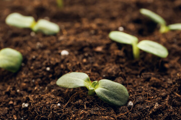 Green seedlings growing in garden outdoors