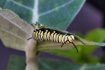 Monarch catepillar feeding on a milkweed leaf.