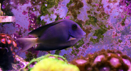 White Tail Bristletooth Tang - (Ctenochaetus flavicauda)