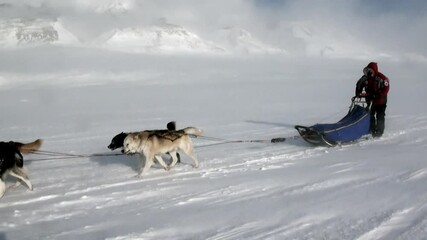 Spitsbergen, Norway-21 April 2011: People expedition on dog sled team husky Eskimo road of North Pole in Arctic. Way from airport Longyear to Pyramiden on background of glacier mountains Svalbard.