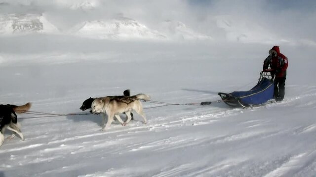 Spitsbergen, Norway-21 April 2011: People expedition on dog sled team husky Eskimo road of North Pole in Arctic. Way from airport Longyear to Pyramiden on background of glacier mountains Svalbard.