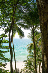 Obraz premium palm trees on the beach