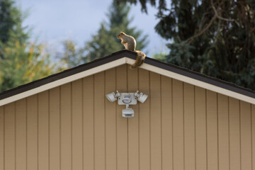Squirrel on Roof © John