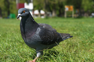 Portrait of a pigeon in close-up on green grass