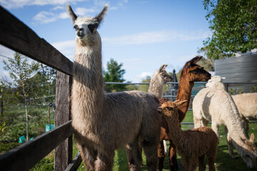 Alpacas