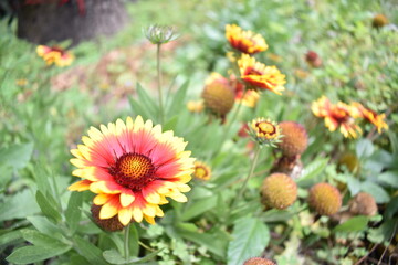 Indian Blanket seeds