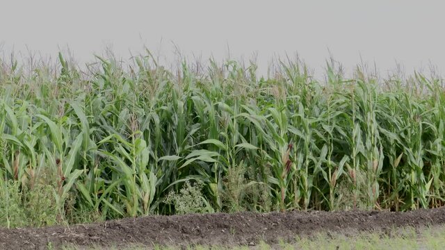 A Sweet corn or Maize farm cultivated Organically in an agriculture field in the tropical climate of Mysuru in Karnataka, India.