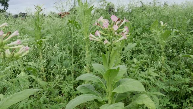 A Close up view of a Tabaco plant with flowers during Monsoon season near Mysuru in Karnataka, India.