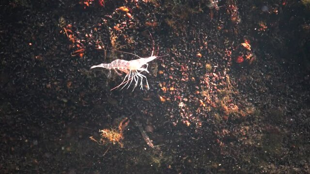 Shrimp on the seabed, the Odessa Gulf. (Palaemon adspersus) commonly called Baltic prawn, is a species of shrimp that is frequent in the Black Sea