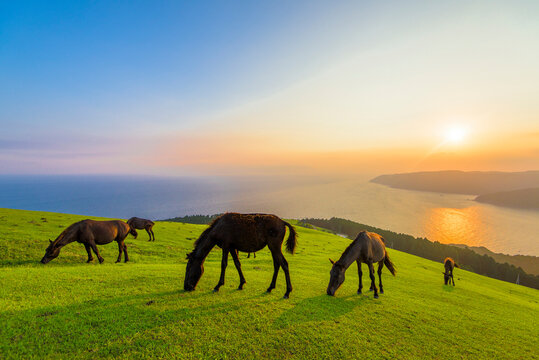 都井岬の御崎馬, 日本,宮崎県,串間市