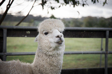 Alpacas