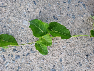 Stems and leaves of vines placed on cement.