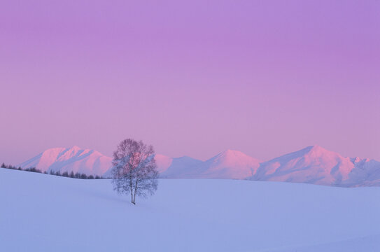雪原と一本の木と十勝連峰の夕景, 美瑛町,北海道