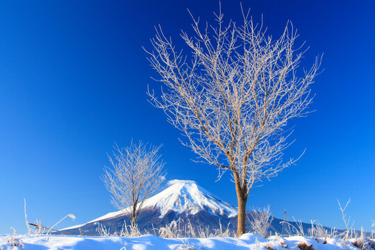 雪原と霧氷の木立と富士山, 忍野村,山梨県