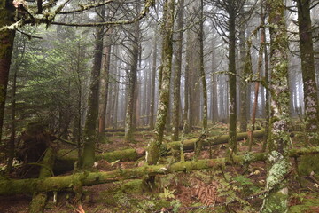 forest in fog