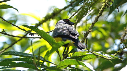 Hooded mountain tanager (Buthraupis montana) perched in a tree in Guango Lodge, outside of Papallacta, Ecuador