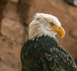 Seeadler