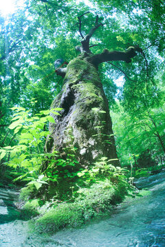 エゾイタヤの大木と清流, 十和田市,青森県