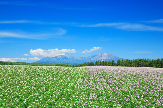 ジャガイモ畑と大雪山, 旭川市,北海道