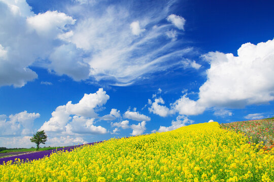 北海道の景色 の画像 144 284 件の Stock 写真 ベクターおよびビデオ Adobe Stock