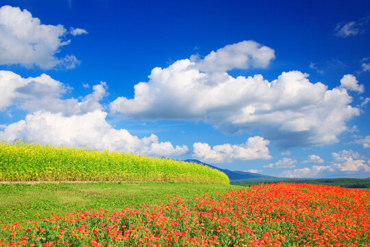 キンセンカと菜の花畑, 上富良野町,北海道