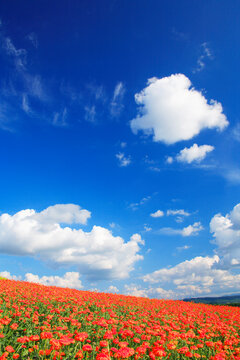 キンセンカの花畑, 上富良野町,北海道