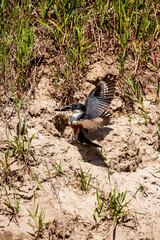 Female Belted Kingfisher (Ceryle alcyon) bringing a fish back to her nest in the ground to feed her children.