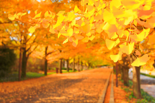紅葉の銀杏並木と並木道, 立川市,東京都