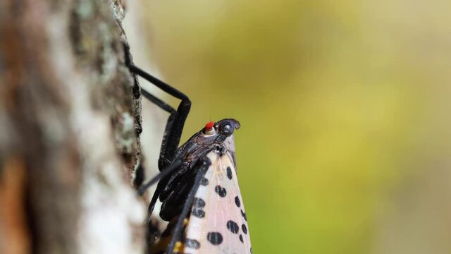 spotted lantern fly ascends tree macro 