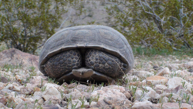 desert tortoise in shell