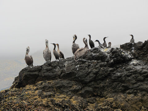 pelicans on the rocks